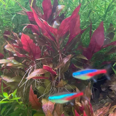 John’s Aquarium Service
