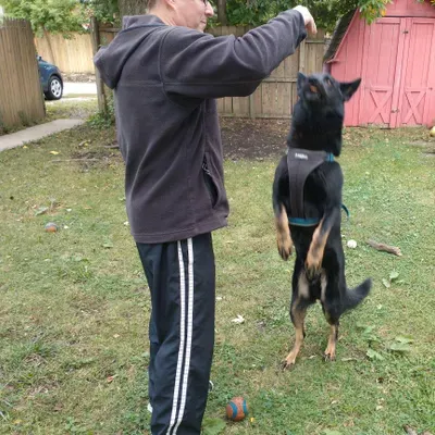 ElliottGhost Dog Training