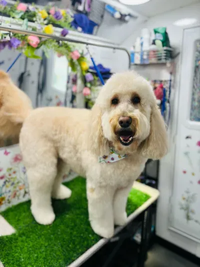 Groombuggy Mobile Dog Grooming