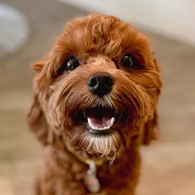 Little Paws Pet Sitting LLC