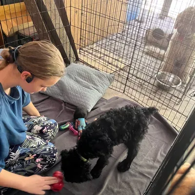 Veteran K9 Care