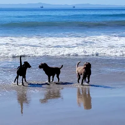 The Good Dog