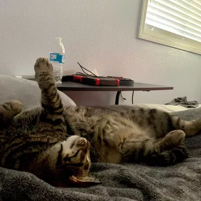 Doga Cat