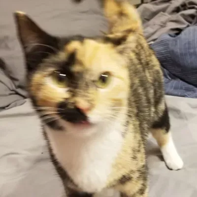 Rose's Best with Pets