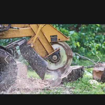 Advance Stump Removal