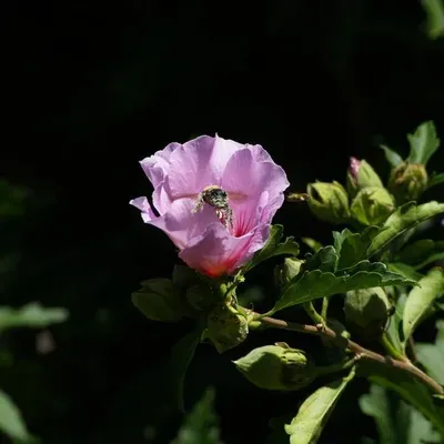 Busy Bee Photography