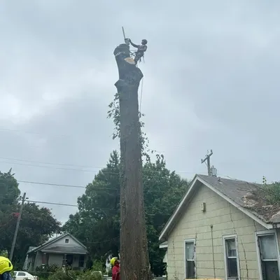 Ochoa stump  removed
