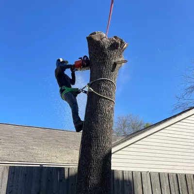 Kevin’s Tree Service