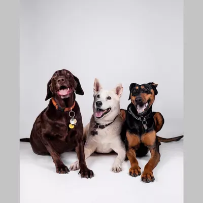 The Bounding Pup LLC