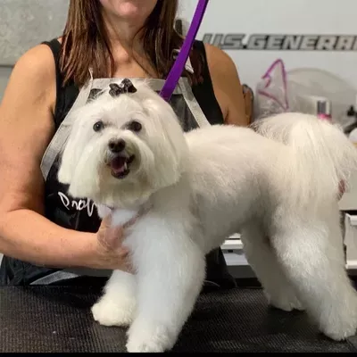 Lollipups Pet Grooming