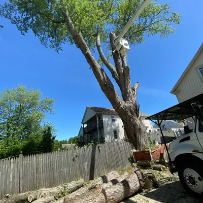 Acorn Tree Removal Inc