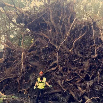 Stump Professionals llc