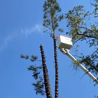 Alex Perfec Tree Service