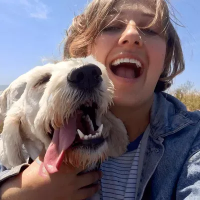 Harvey's Hounds