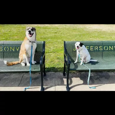 Saltsgaver Dog Training & Pet Care