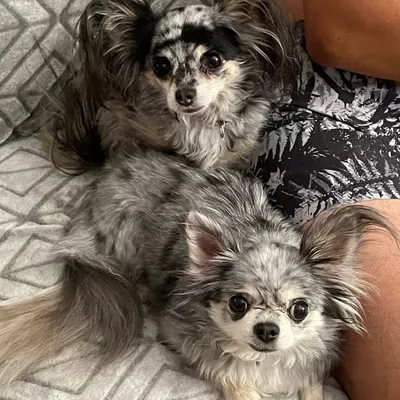J&L pet lovers