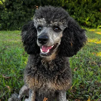 Clemleth In-Home Mobile Pet Grooming