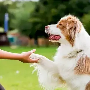 Amazing Paws Dog Training