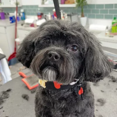 Junie’s Petz LLC