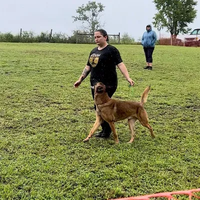 Boston dog k9 services
