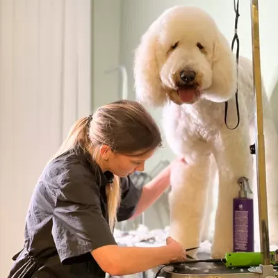 Grooming Pet