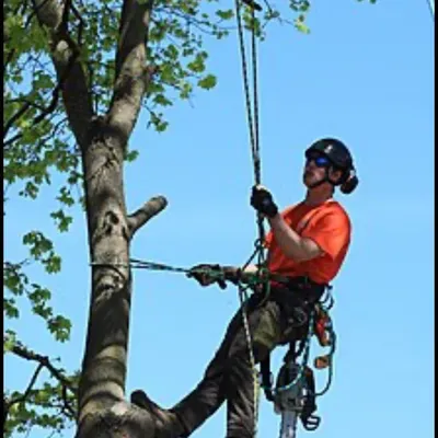 Master tree care