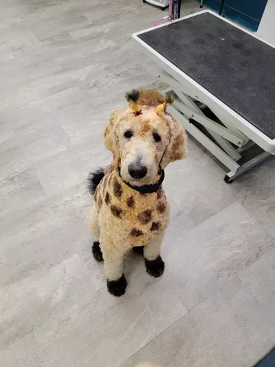 Pawfection Grooming LLC