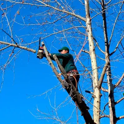MCS Tree Service