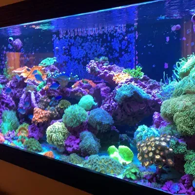 MAR Aquarium Services