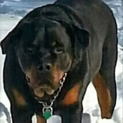 Walshs K-9