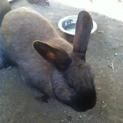 June's pet sitting