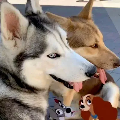 Furry walk club