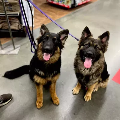 MasterClass Dog Training