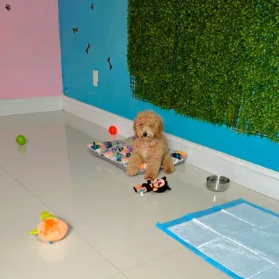 Pup’s Daycare