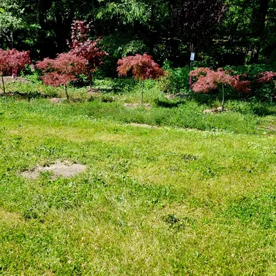 Wilson Landscaping Services