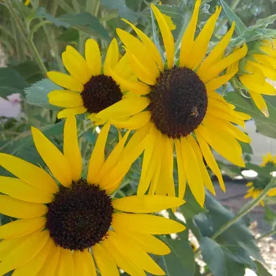 Acosta Landscapes LLC