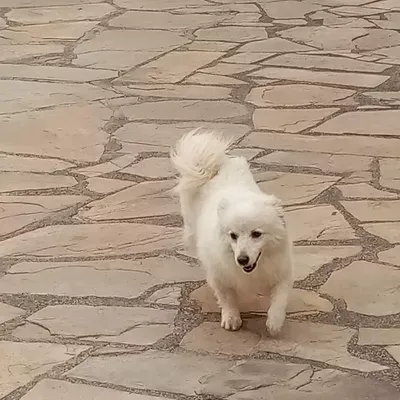 samantha