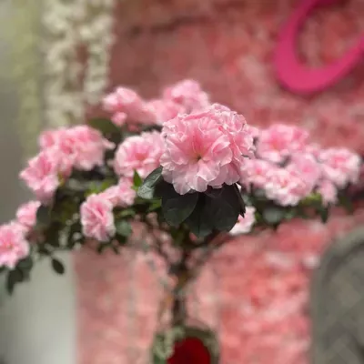Eugenia's Flowers