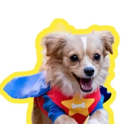 Virginia Dog Training