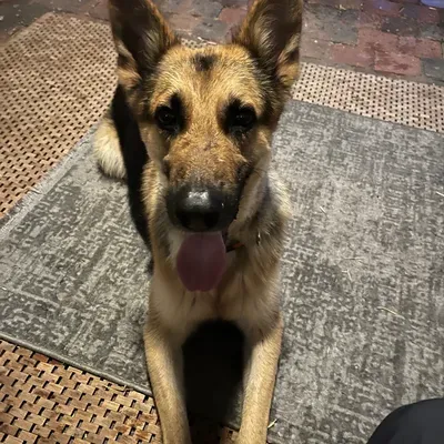 Happy Woof Walkabout