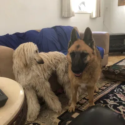 All About Pets