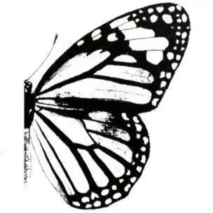 Monarch Woodworks of Austin
