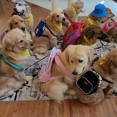 Sams pet care and other services
