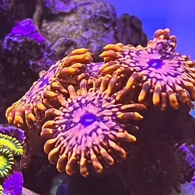 Mitten State Aquarium Company