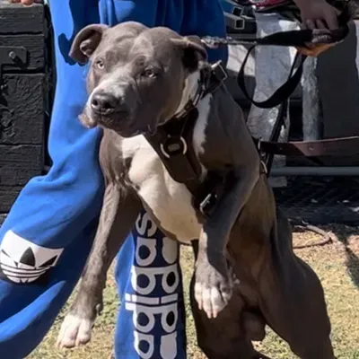 Strictlyk9
