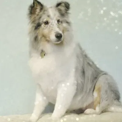 The Taylored Canine Mobile Grooming