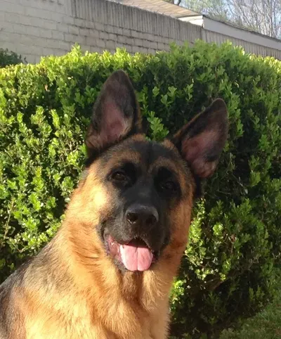 JvC K9