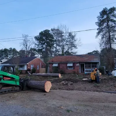 Tree M Removal