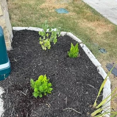 Miguel Landscaping