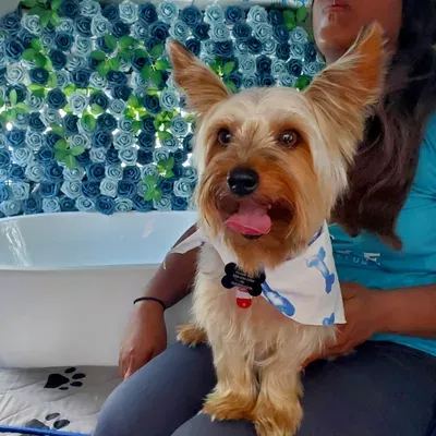 WhipCream's Doggie Spa